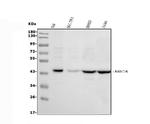 MICA Polyclonal Antibody