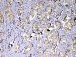 MMP10 Antibody in Immunohistochemistry (Paraffin) (IHC (P))