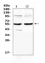 MMP10 Antibody in Western Blot (WB)