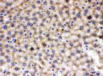MMP9 Antibody in Immunohistochemistry (Paraffin) (IHC (P))