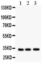 MPG Polyclonal Antibody