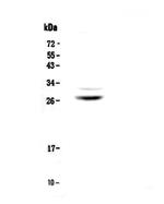 MPZ Antibody in Western Blot (WB)