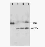 MRGX1 Polyclonal Antibody