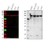 MSH2 Antibody in Western Blot (WB)