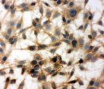 MTCO1 Polyclonal Antibody