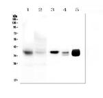 MTCO1 Antibody in Western Blot (WB)