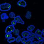 MUC2 Antibody in Immunohistochemistry (Paraffin) (IHC (P))