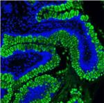 MUC2 Antibody in Immunohistochemistry (Paraffin) (IHC (P))