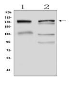 MUC6 Polyclonal Antibody