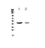 MUC7 Polyclonal Antibody