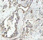 Myb Polyclonal Antibody