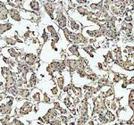 Myb Antibody in Immunohistochemistry (Paraffin) (IHC (P))