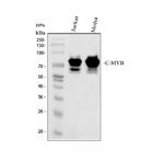Myb Antibody in Western Blot (WB)