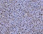 B-Myb Antibody in Immunohistochemistry (Paraffin) (IHC (P))