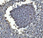 B-Myb Polyclonal Antibody