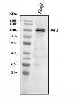 B-Myb Antibody in Western Blot (WB)
