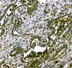 MYBPC3 Antibody in Immunohistochemistry (Paraffin) (IHC (P))