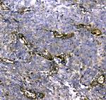 MYBPC3 Antibody in Immunohistochemistry (Paraffin) (IHC (P))