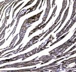 MYBPC3 Antibody in Immunohistochemistry (Paraffin) (IHC (P))