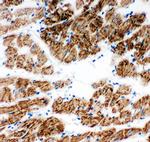 NDUFA1 Antibody in Immunohistochemistry (Frozen) (IHC (F))