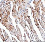 NDUFA1 Antibody in Immunohistochemistry (Paraffin) (IHC (P))