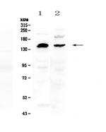NEDD4 Polyclonal Antibody