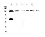 NEDD4L Polyclonal Antibody