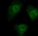 HEF1 Polyclonal Antibody