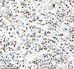 HEF1 Antibody in Immunohistochemistry (Paraffin) (IHC (P))