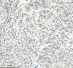 HEF1 Antibody in Immunohistochemistry (Paraffin) (IHC (P))