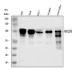 HEF1 Antibody in Western Blot (WB)