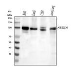 HEF1 Antibody in Western Blot (WB)