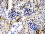 Nestin Antibody in Immunohistochemistry (Frozen) (IHC (F))
