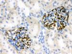 Nestin Antibody in Immunohistochemistry (Frozen) (IHC (F))