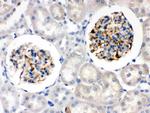 Nestin Antibody in Immunohistochemistry (Paraffin) (IHC (P))