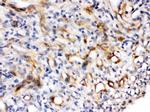 Nestin Antibody in Immunohistochemistry (Paraffin) (IHC (P))