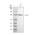NLRP3 Antibody in Western Blot (WB)