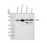 NLRP3 Antibody in Western Blot (WB)