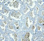 NLRP4G Polyclonal Antibody