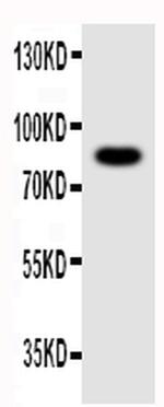 NLRP4G Antibody in Western Blot (WB)