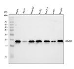 NME1 Antibody in Western Blot (WB)