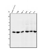 NMI Antibody in Western Blot (WB)
