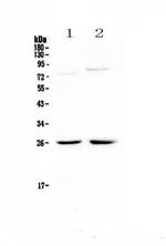 NMU Polyclonal Antibody