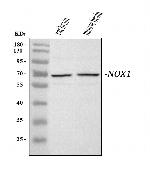 NOX1 Antibody in Western Blot (WB)