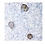 Nephrin Antibody in Immunohistochemistry (Paraffin) (IHC (P))