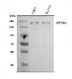 NRXN1 Polyclonal Antibody