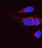OPA1 Polyclonal Antibody