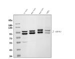 OPA1 Antibody in Western Blot (WB)