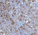 PAH Antibody in Immunohistochemistry (Paraffin) (IHC (P))