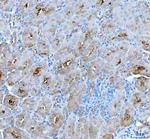 PAH Antibody in Immunohistochemistry (Paraffin) (IHC (P))